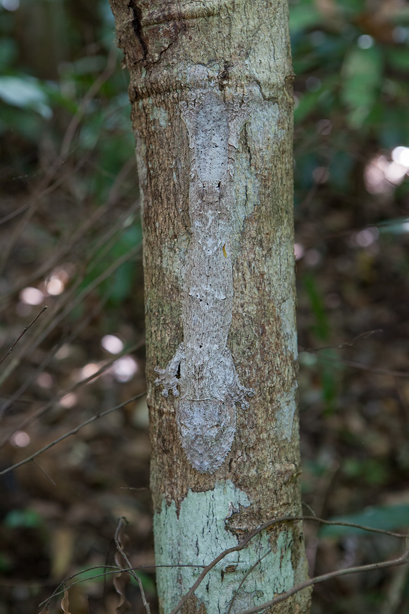 UR0PLATUS FIMBRIATUS