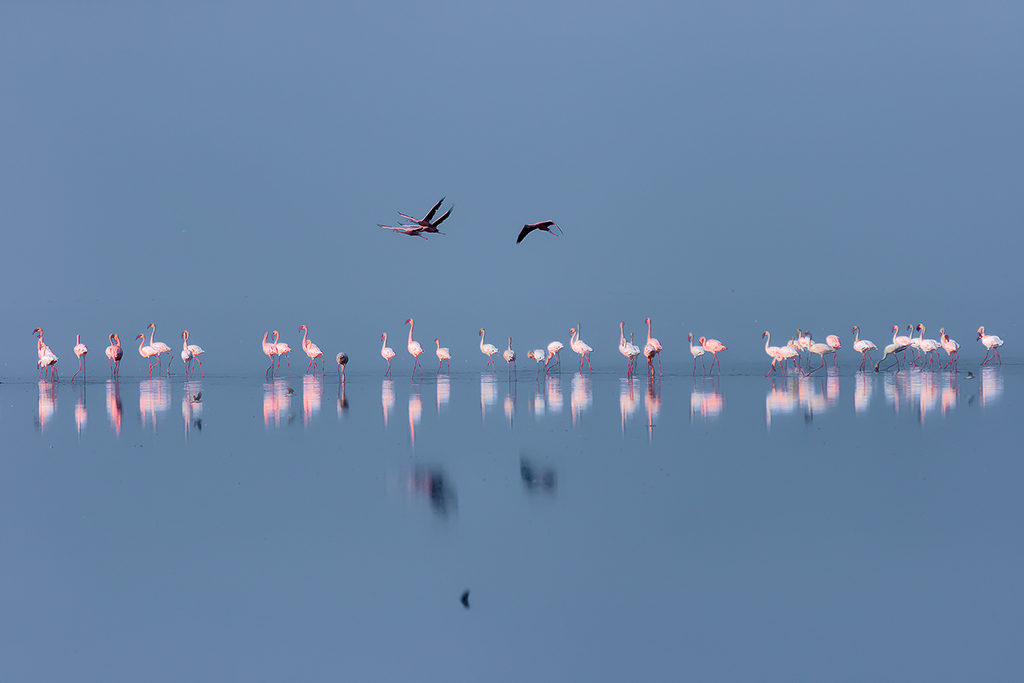 N4 - FLAMINGOS PROCESSION low